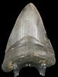 Bargain Megalodon Tooth - South Carolina #47222-2